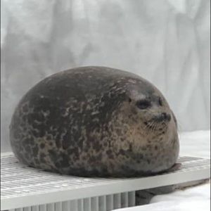 Meet your Posher, Isabella